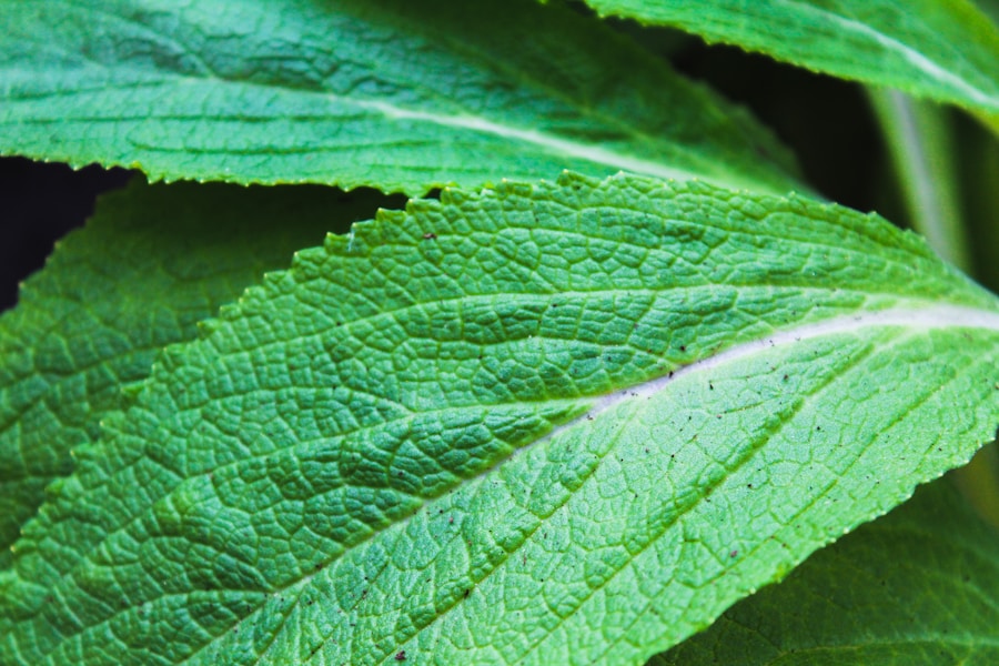 Photo "Anti-inflammatory herbs mechanisms"