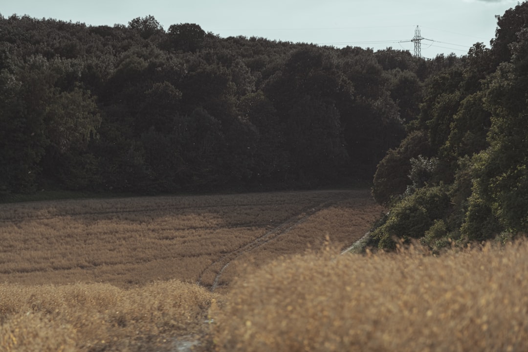 Photo Zielarstwo