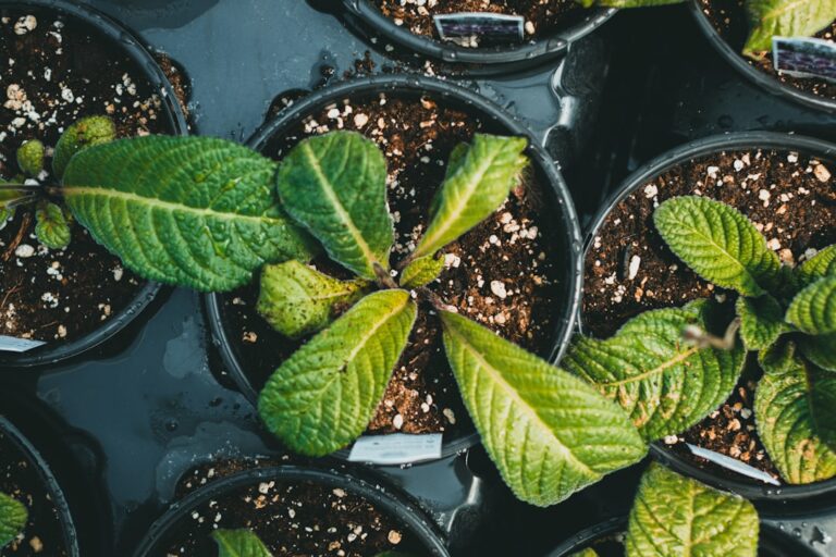 Photo plant-based resources